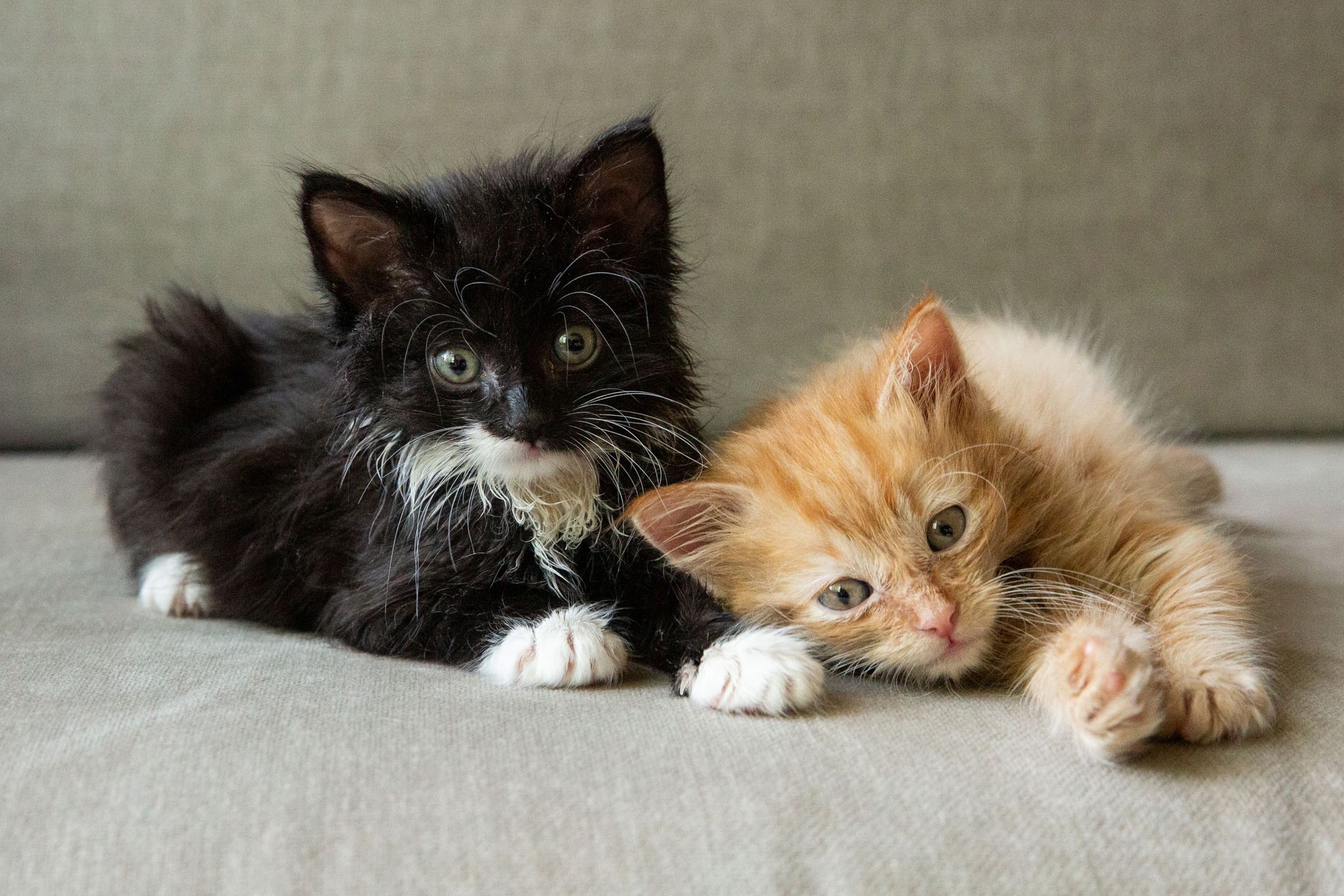 cats